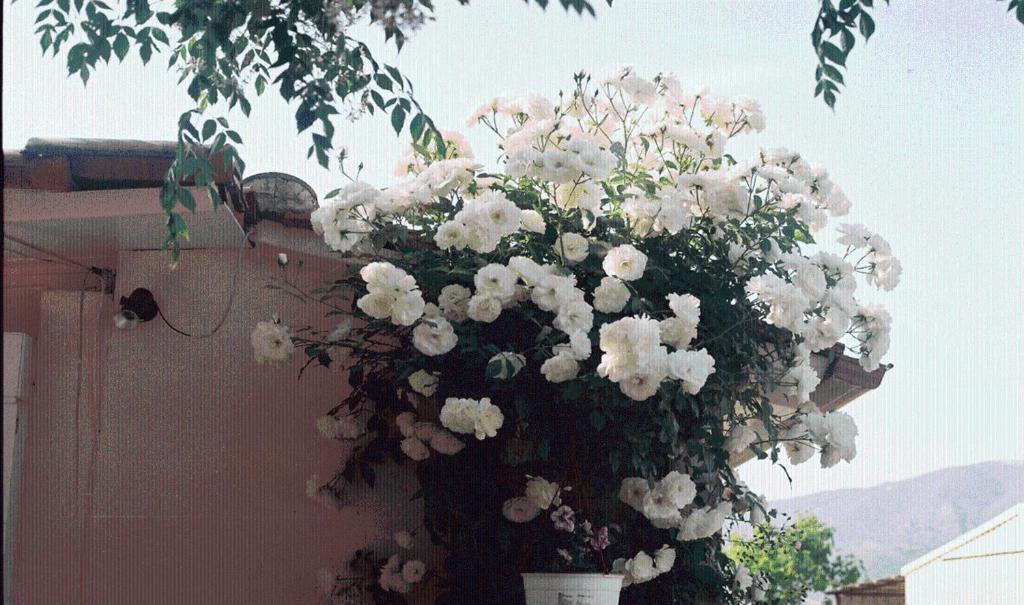 The Garden'S Studios Βλυχό Εξωτερικό φωτογραφία