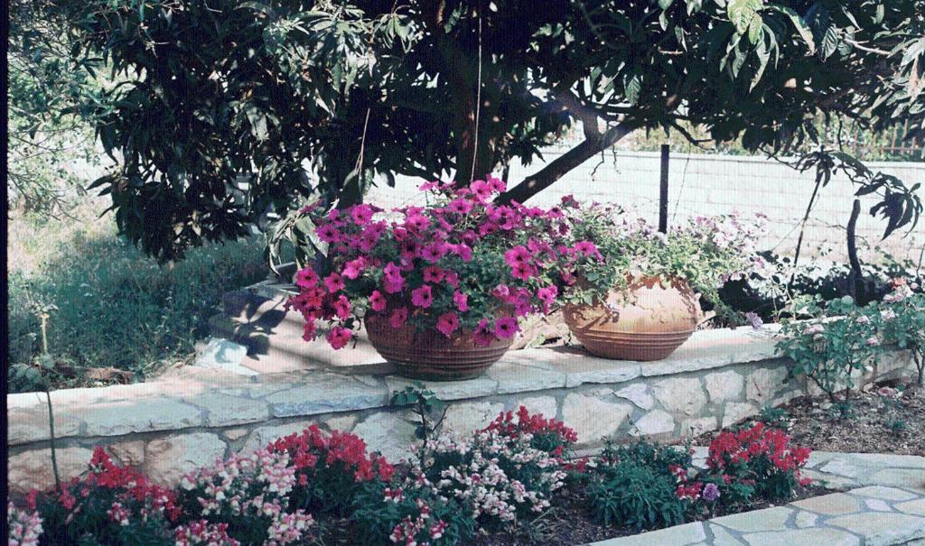 The Garden'S Studios Βλυχό Εξωτερικό φωτογραφία