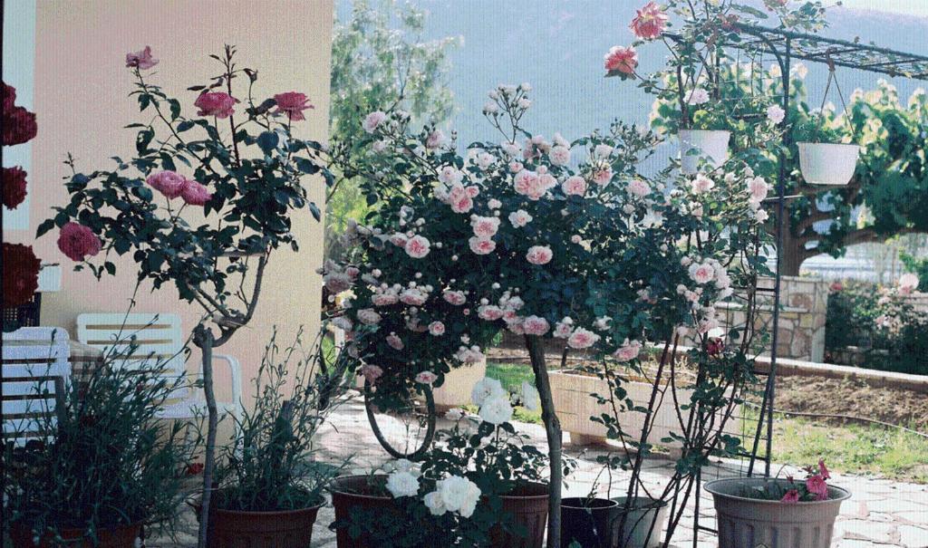 The Garden'S Studios Βλυχό Εξωτερικό φωτογραφία