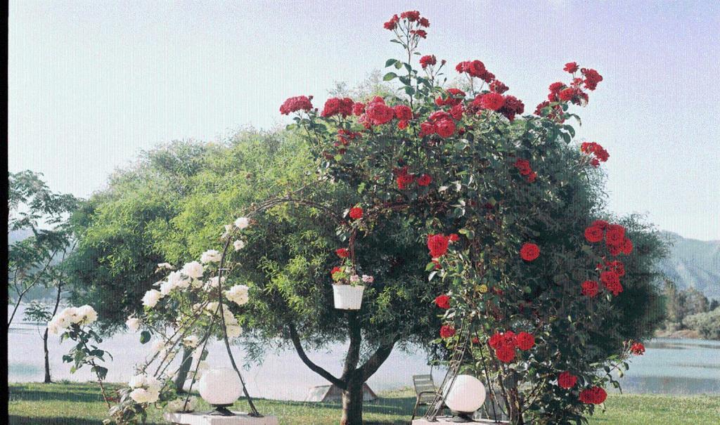 The Garden'S Studios Βλυχό Εξωτερικό φωτογραφία